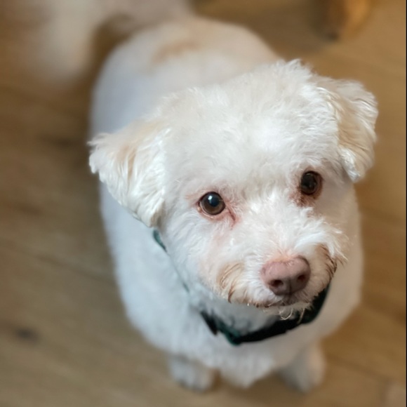 Meet your Posher, Cedar - Picture 1 of 1